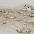 View "Piping plover"